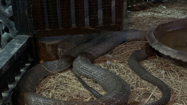 拍达动物园内的蟒蛇。