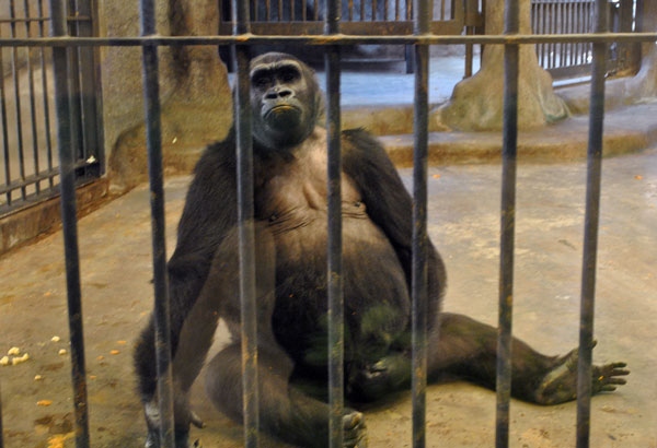 遭囚禁逾30年的大猩猩"小莲"。
