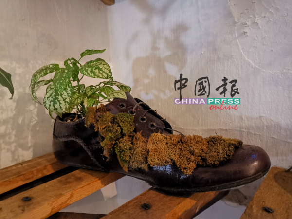 已长满蕨类植物的皮鞋。