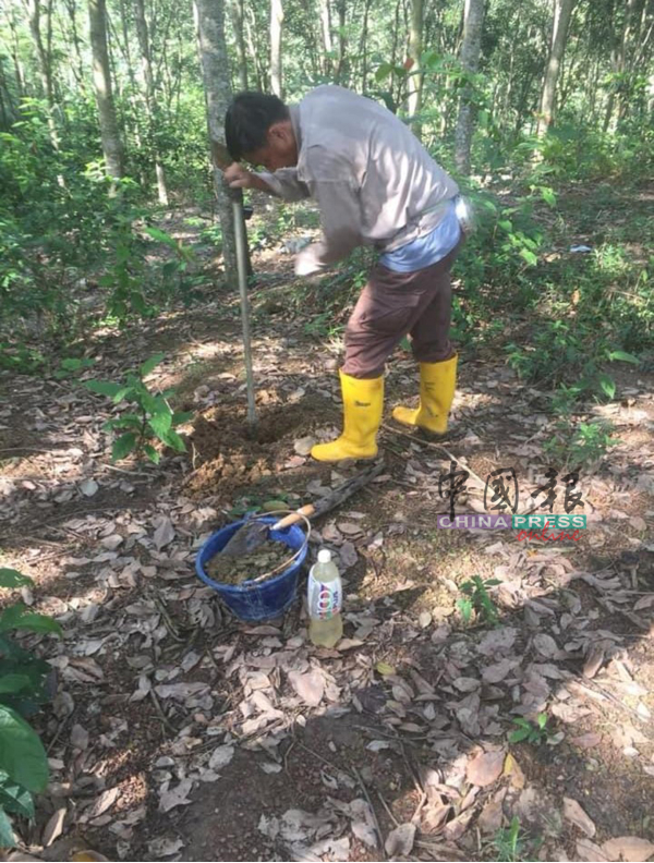 陈雄诚实地考察及土壤检查。