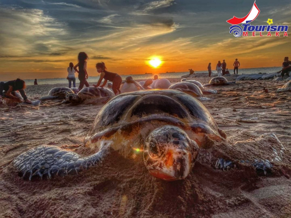 仿真海龟成为彭加兰峇叻海滩的新景像。（照片取自马六甲旅游促进部面子书）