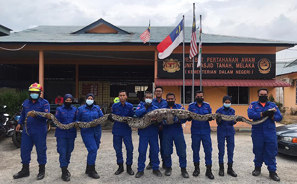 9名民防局队员扛起70公斤重的蟒蛇。
