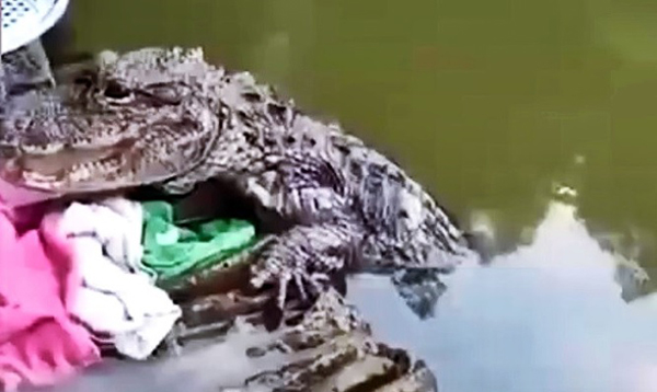 安徽妇河边洗碗时常常遇到一只鳄鱼。