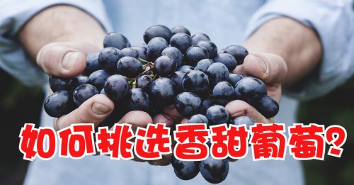 【好食材】选葡萄 不要被外表迷惑