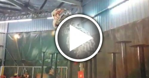 成功挑战南狮2.1公尺高桩 关丹建造行醒狮团刷纪录