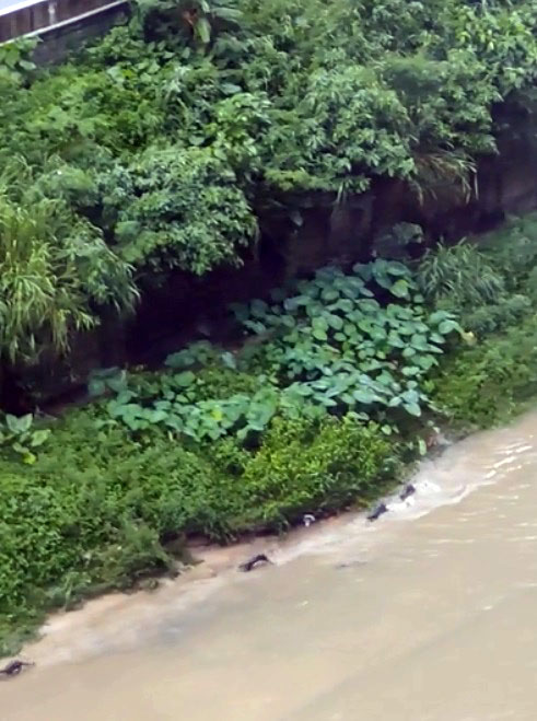 网友在巴生河靠近吉隆坡谷中城河段，发现水獭踪影。（取自Reddit论坛）