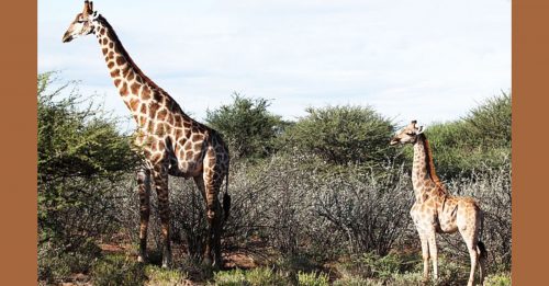 长颈鹿 患 侏儒症  比同类 矮一半