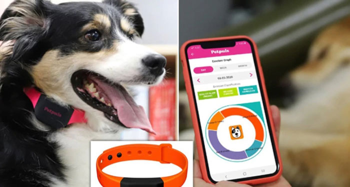 韩国公司利用人工智能开发可辨别狗狗情绪的狗带。