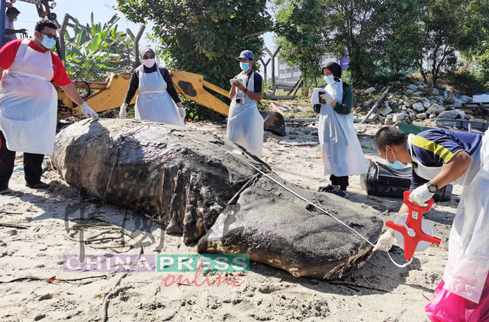 渔业研究院人员检验鲸鲨尸体。