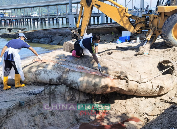 达米米（右）和同事解剖鲸鲨尸体。