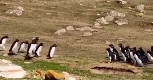 迷糊企鹅跟错队伍 心急同伴回头寻找