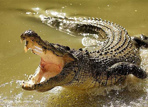 澳洲男子被鳄鱼咬住头部，他将手伸进鳄鱼颚部撬开下巴，惊险脱困。（示意图）