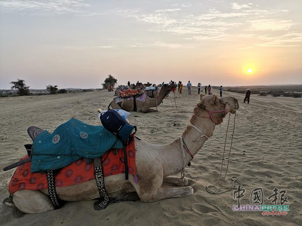 骆驼成群结队在休息，我们却在捕捉沙漠日落的美景。