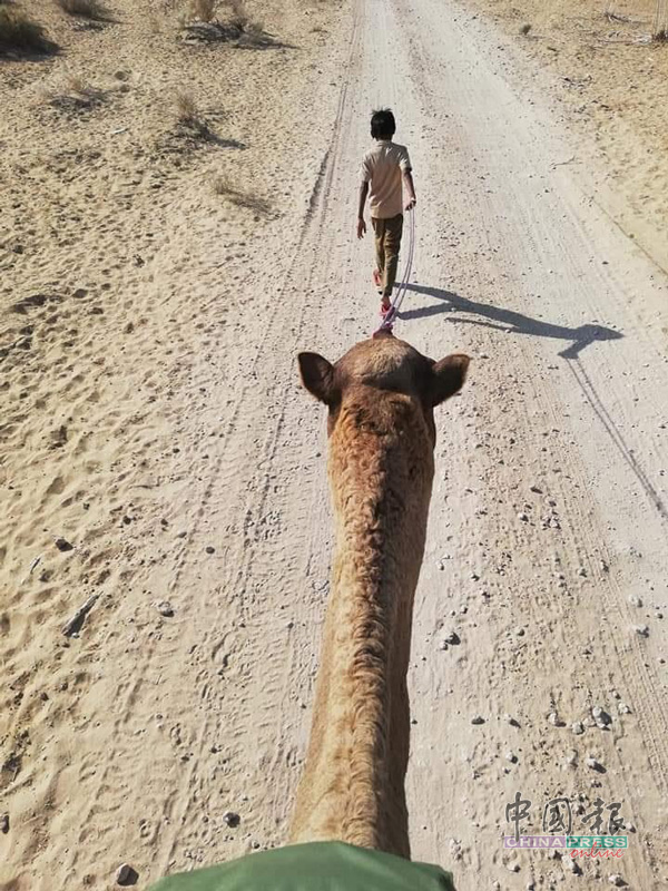 小孩手牵骆驼带领我队一行14人横跨沙漠。