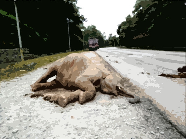 小雄象越过马路时被撞死。