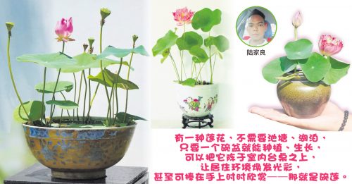 【品味生活】种在碗里莲花色艳