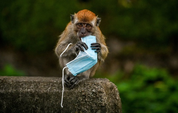 在马来西亚吉隆坡近郊的山林，有狝猴咀嚼废弃口罩。