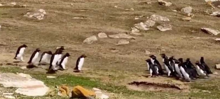 两队企鹅在空旷的陆地交会。