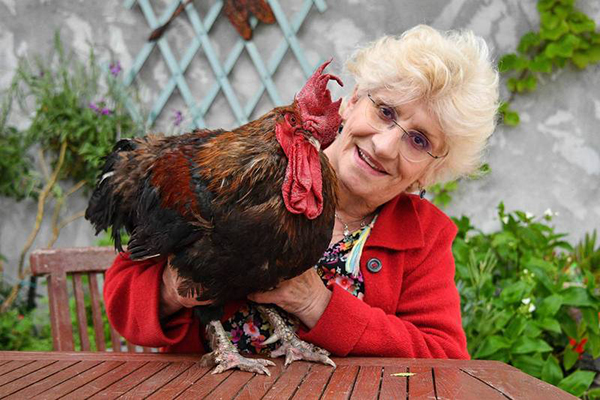 住在法国乡下的公鸡“莫里斯”2019年与饲主费索。莫里斯啼叫声引发的司法战，成为捍卫乡村生活的象征。（法新社档案照）