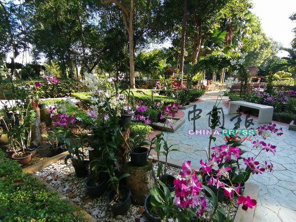 千花园里设有胡姬花园，让访客欣赏。
