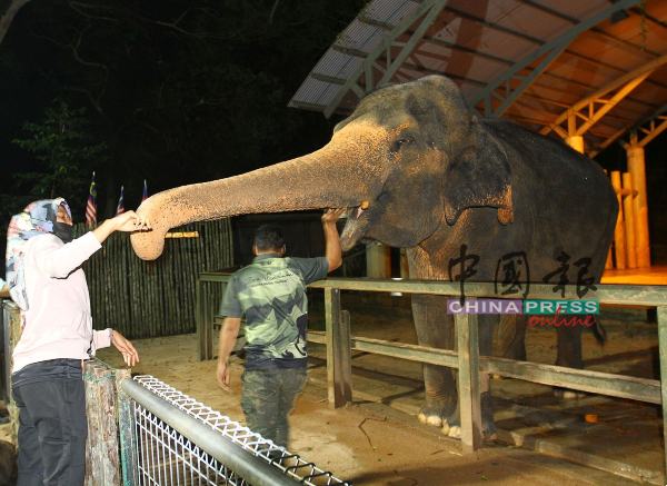 訪客餵食大象。