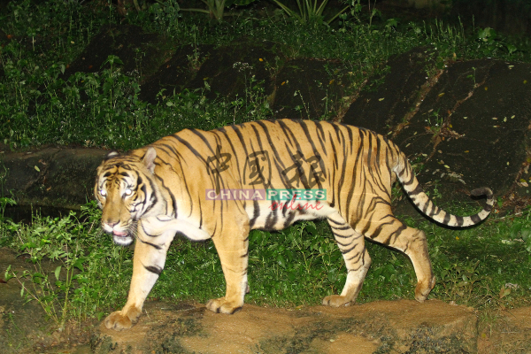 老虎是动物园热门的参观景点，深受大人与小孩喜爱。