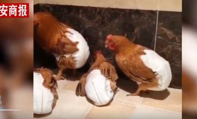 6只鸡被强制穿上尿布。
