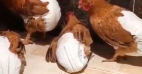 朋友送鸡“狂喷屎” 为救客厅 逼鸡穿尿布