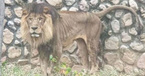 遗传病导致身体干扁 狮子成万“瘦”之王