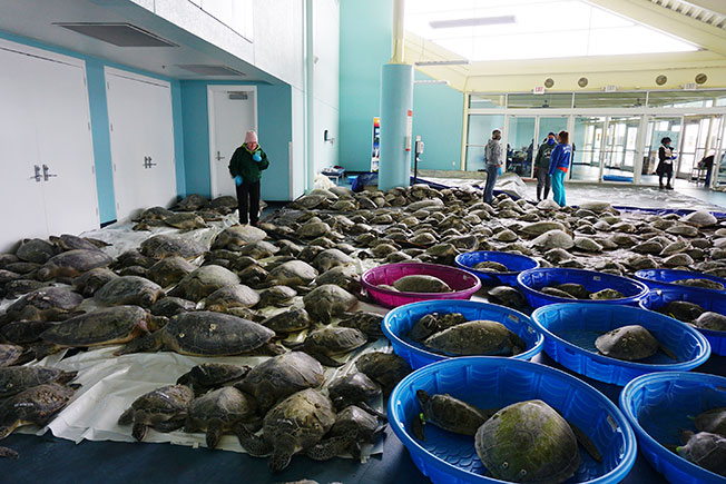 南帕德雷岛会议中心，目前已收容3500只海龟。（美联社）