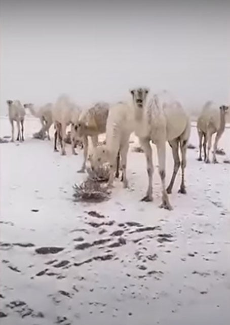 沙地的骆驼身上都披了白裳。