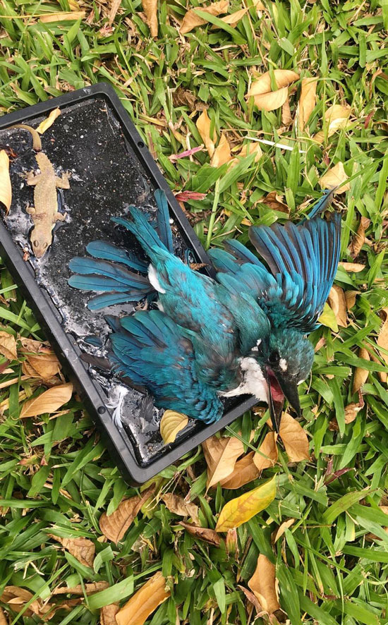 蓝色翠鸟被黏在粘鼠板上动弹不得。（受访者提供）