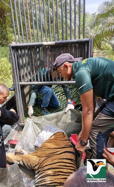 捕获的野生老虎安置到笼内，运送至国家野生动物救援中心治疗。