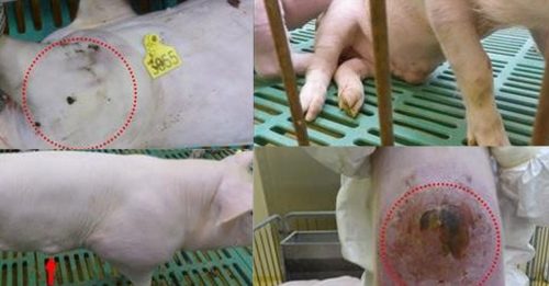 中国境内非洲猪瘟 出现4种变种病毒