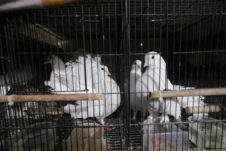 鲁迪三年前买一对扇尾鸽来养，没想到它们快速繁殖，目前已有22只扇尾鸽。 