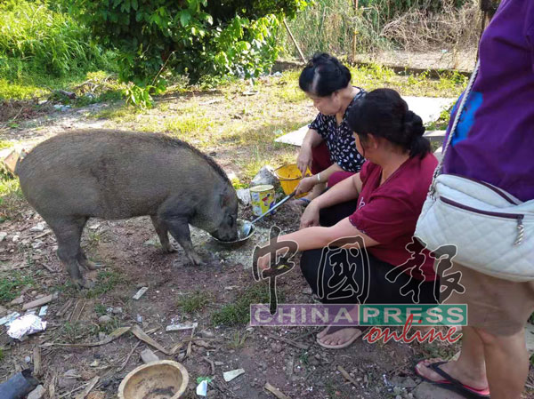 村民把山猪当宠物看待，见它跑出丛林后，纷纷跑前去喂它吃东西。