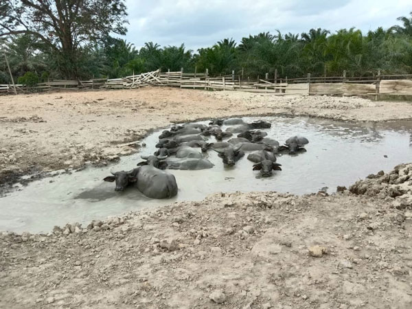 一群水牛躺在泥沼中玩水，牛年中充满田野乡情。