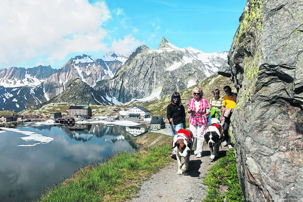 Wanderung mit Bernhardinern, Grosser Sankt Bernhard Pass, Grenze Wallis / Aosta, Schweiz / Italien