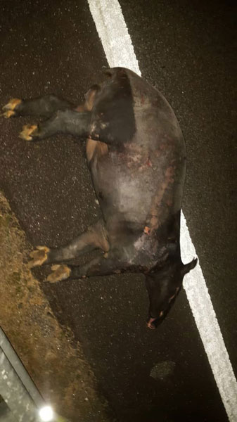 超过100公斤重的马来貘被撞致重伤，当场死亡。　
