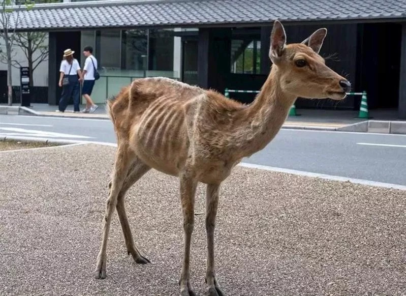 去年有人拍下瘦骨嶙峋的奈良鹿照片，因而引发哄动。