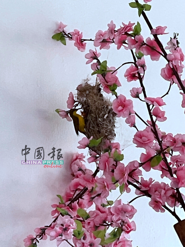人造梅花树吸引了象征和睦平安的太阳鸟前来做窝，该窝日前成功孵出幼鸟。