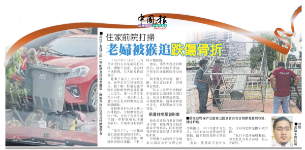 《中国报》曾报导有关老妇被猴追而跌伤骨折新闻。