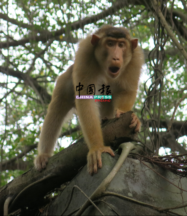出现在甘榜爪哇的狝猴，看见人类时不但不怕，还趋前靠近人类。