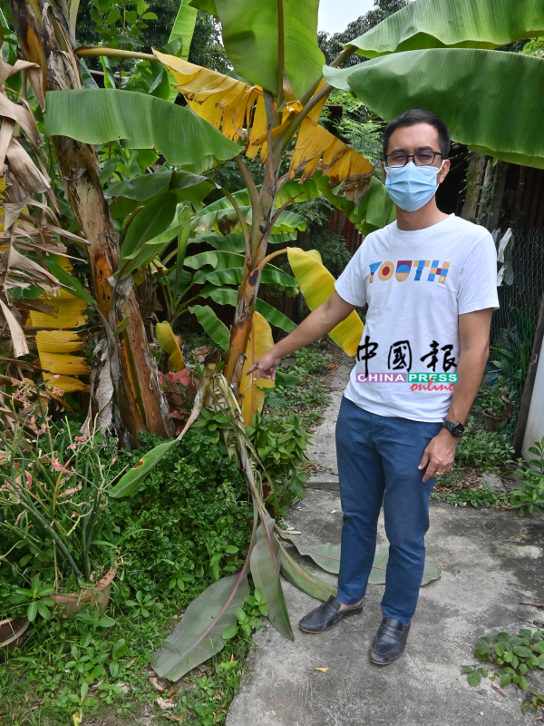 李翰霖指着居民所栽种的香蕉树,被野猴破坏。