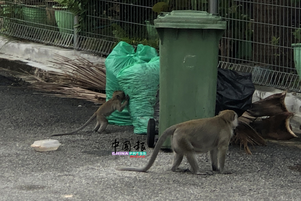 大小野猴出来觅食,不畏人类的出现。