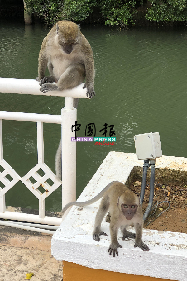 野猴在护栏处休息,看到人类时准备冲向前。