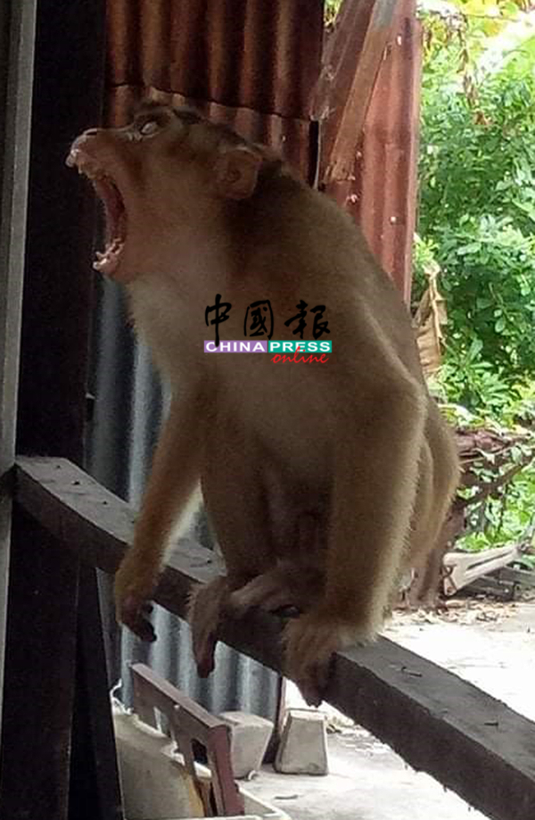 部分野猴看见人类就会张牙舞爪,露出凶恶样子,令人担心野猴会对人类做出攻击性动作。