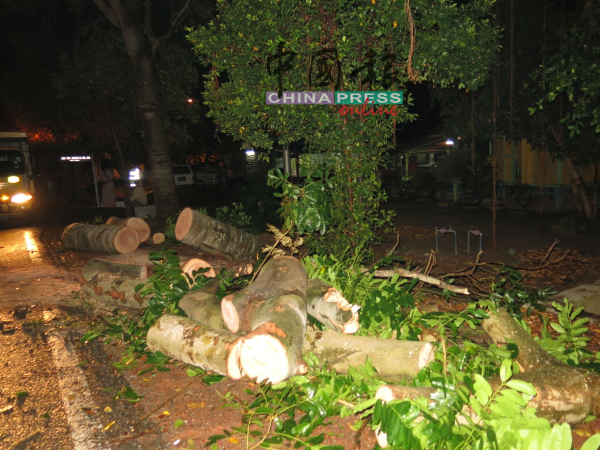 ■一棵树木倒塌，消拯员到场锯树，树干被移到路旁。