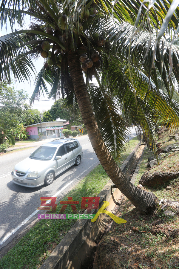 斜坡的椰树向道路方向倾斜，让人担心椰树倒下，或树叶掉下，砸伤公路使用者。