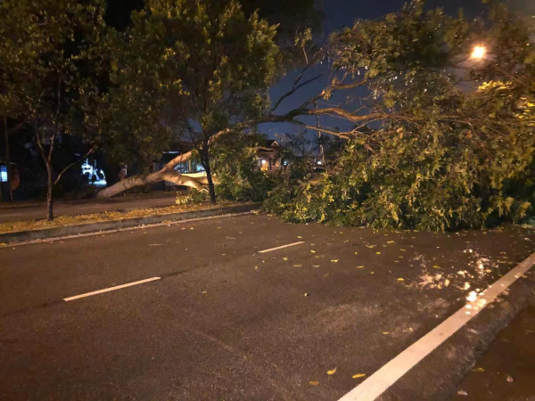 2月13日峇株安南通往江沙方向路段有树木倒塌，2车遭殃。（图取自网络）